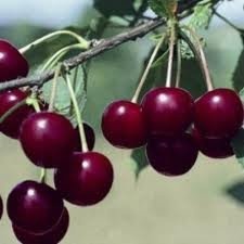 POMI FRUCTIFERI